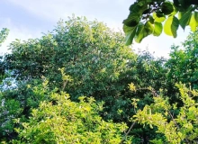 Saray qəsəbəsi, Məhəmməd Füzuli küçəsi