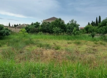 Buzovna qəsəbəsi, Albalılıq