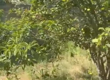 Masazır