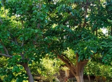 Saray qəsəbəsi, Məhəmməd Füzuli küçəsi