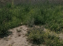 Novxanı qəsəbəsi, Püstəxanım Əzizbəyova küçəsi