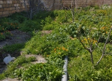 Saray qəsəbəsi, Əsgər Məmmədov küçəsi