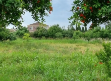 Buzovna qəsəbəsi, Albalılıq