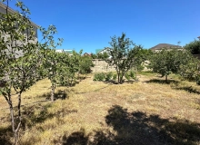 Buzovna qəsəbəsi, Albalılıq