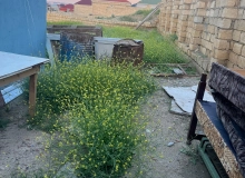 28 may qesebesi