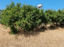 Buzovna qəsəbəsi, Albalılıq