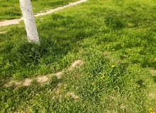 Masazır qəsəbəsi, Azadlıq küçəsi