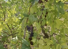 Novxanı qəsəbəsi