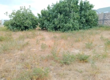Sabunçu rayonu
