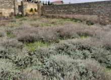 Badamdar qəs