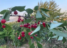 Binəqədi rayonu
