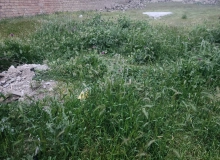 Novxanı