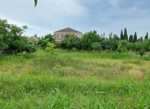 Buzovna qəsəbəsi, Albalılıq