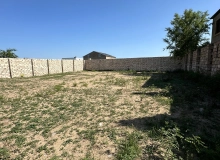 Buzovna qəsəbəsi, Albalılıq