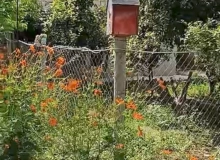Masazır
