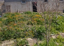 Saray qəsəbəsi, Əsgər Məmmədov küçəsi