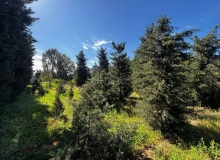 Şüvəlan