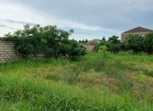 Buzovna qəsəbəsi, Albalılıq