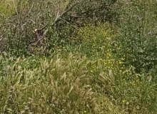 Nəsibə Zeynalova küçəsi