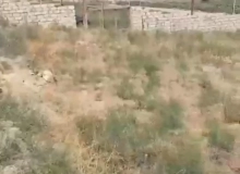 Novxanı