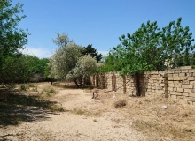 Abşeron r. Görədil bağ massivi