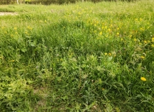 Masazır qəsəbəsi, Azadlıq küçəsi