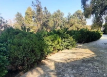 Şağan