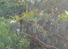 Məhəmməd Füzuli küçəsi