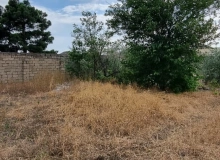Buzovna qəsəbəsi, Albalılıq