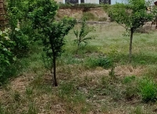 Masazır