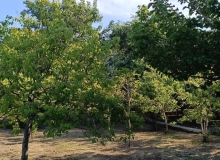 Saray qəsəbəsi, Məhəmməd Füzuli küçəsi