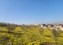 Masazır qəsəbəsi, Polad Həşimov küçəsi
