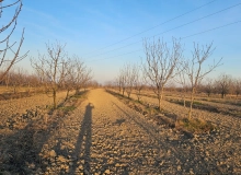 Xaçmaz rayonu