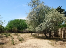 Abşeron r. Görədil bağ massivi