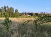 İsmayıllı rayonu