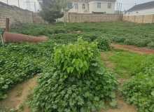 Novxanı
