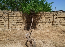 Abşeron r. Görədil bağ massivi