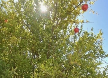 Novxanı qəsəbəsi