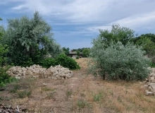 Buzovna qəsəbəsi, Albalılıq