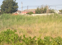 Novxanı, Qurd dərəsi bağları