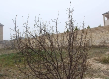 Albalılıq qəsəbəsi