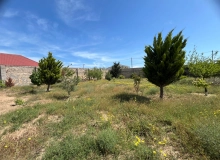 Maştağa qəsəbəsi, Ləhiç bağları