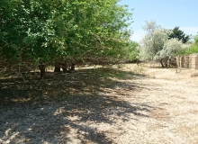 Abşeron r. Görədil q. Görədil bağ massivi
