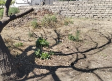 Buzovna