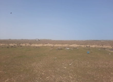 Abşeron rayon, Saray qəsəbəsi