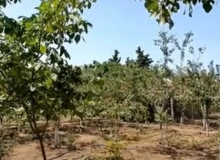 Görədil qəsəbəsi